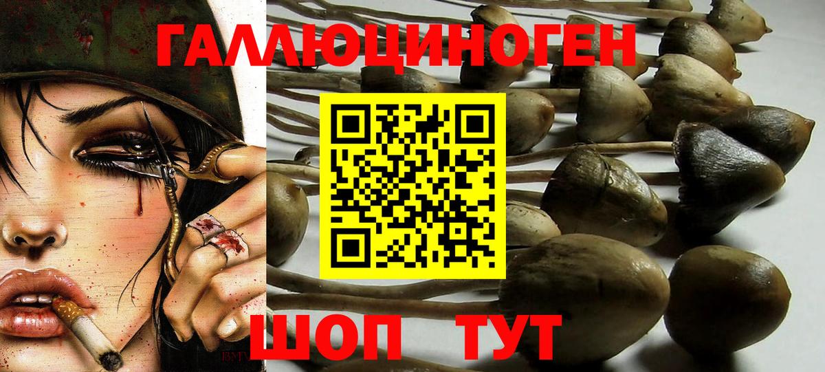 Галлюциногенные грибы MAGIC MUSHROOMS  Псилоцибиновые грибы GOLDEN TEACHER  Вход с VPN  Шадринск 
